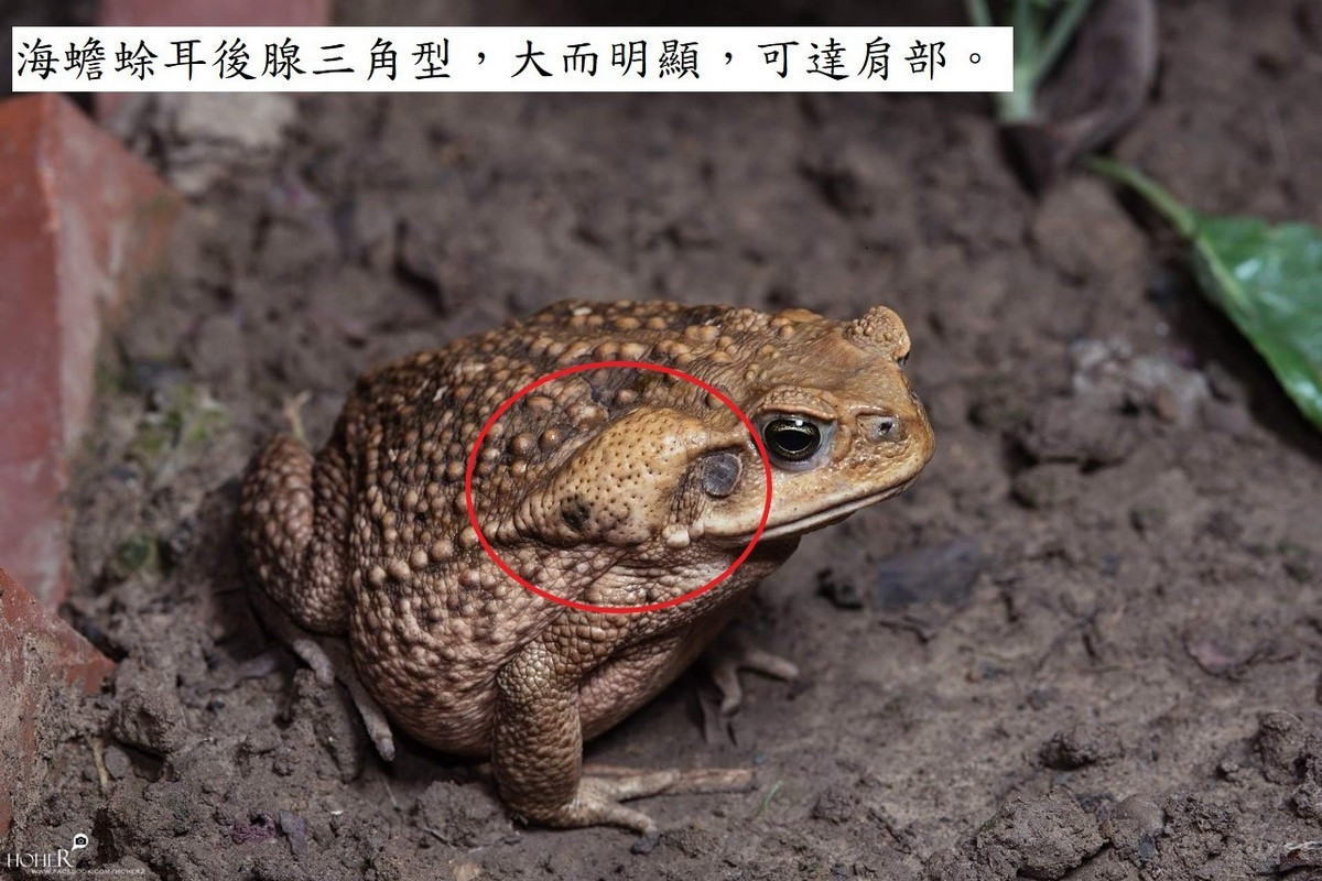 海蟾蜍(圖/何俊霖攝/南投分署提供)
