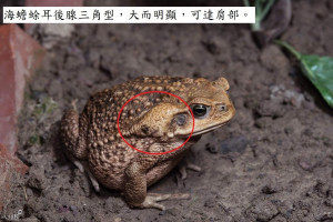 海蟾蜍(圖/何俊霖攝/南投分署提供)