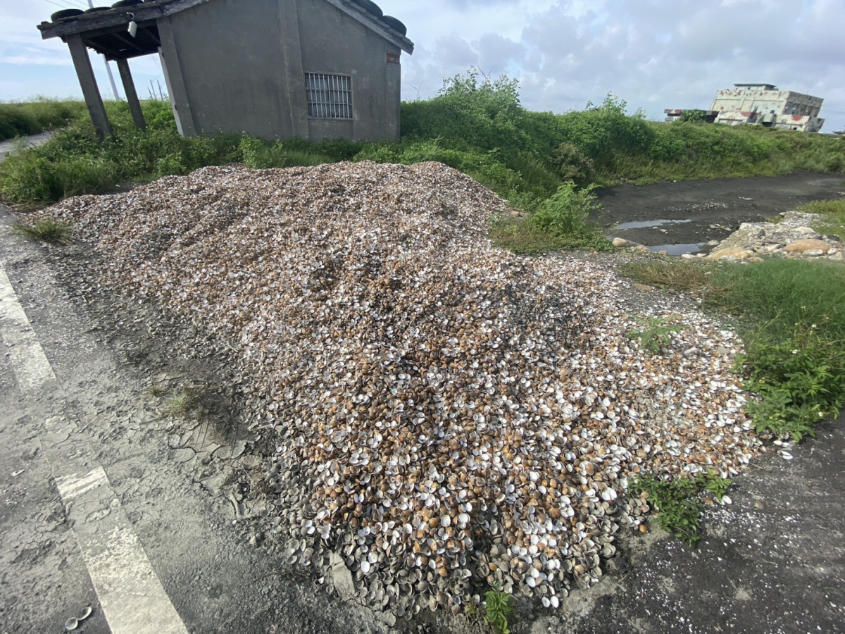 豪雨過後文蛤大規模暴斃。圖／彰化縣政府提供