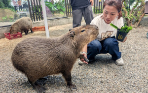 「鹿芝谷」互動式生態園區內的水豚君是遊客最愛的動物之一。