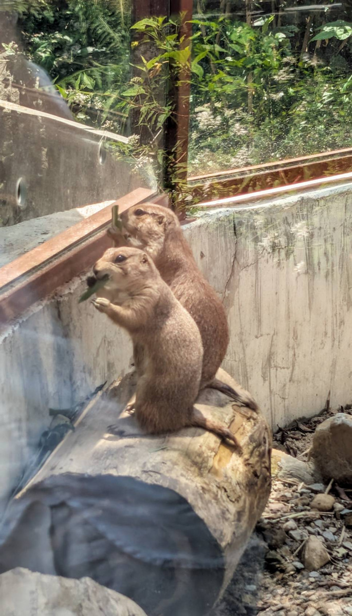 英文名字叫做 Prairie dog（草原犬鼠）的土撥鼠，在發現危險時會發出像小狗一樣的「汪汪」警戒聲，打招呼時更會靠見面「親親」來認出彼此，模樣超可愛。