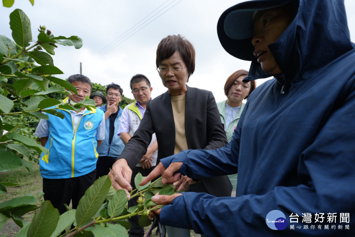 豪雨重創彰化芭樂產區　陳素月促農業部速納天然災害救助