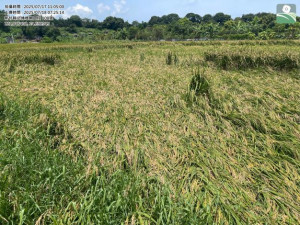 倒伏或傾斜水稻應把握天晴儘速收穫避免穗上發芽。