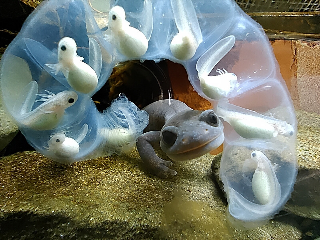 阿里山山椒魚護卵行為/攝影印莉敏。(玉管處提供)