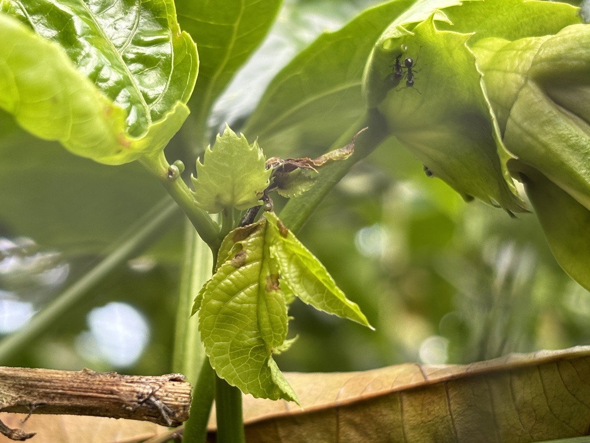 颱風季降雨頻繁 百香果疫病與炭疽病風險升高