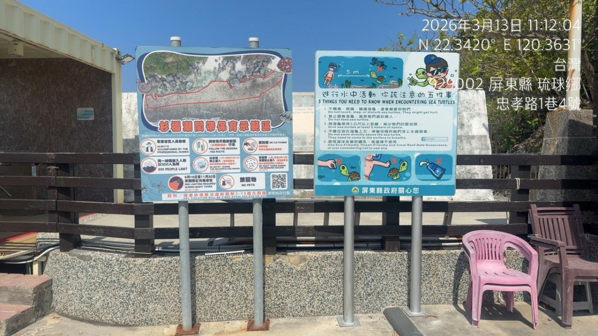 又有遊客摸海龜遭海巡移送　屏縣府呼籲民眾共同守護海龜避免觸法