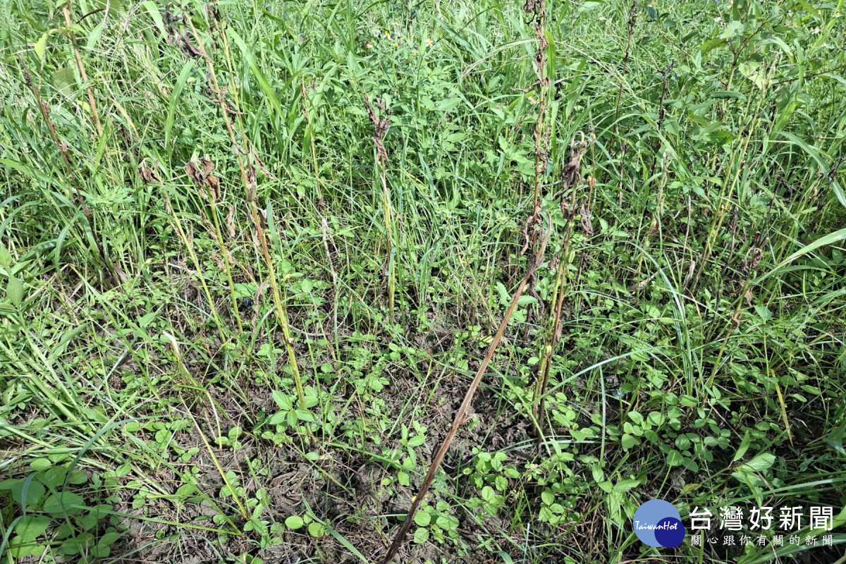 0625豪雨胡麻災損　善化等4區即日起至8/3現金救助申請
