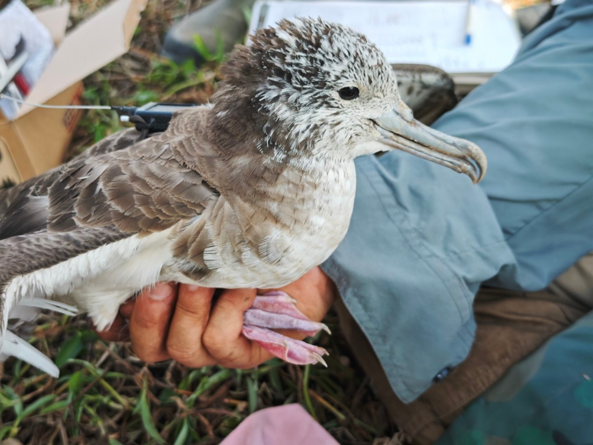 沃旭能源連續兩年獲台灣生物多樣性獎　以科學研究守護海洋與候鳥