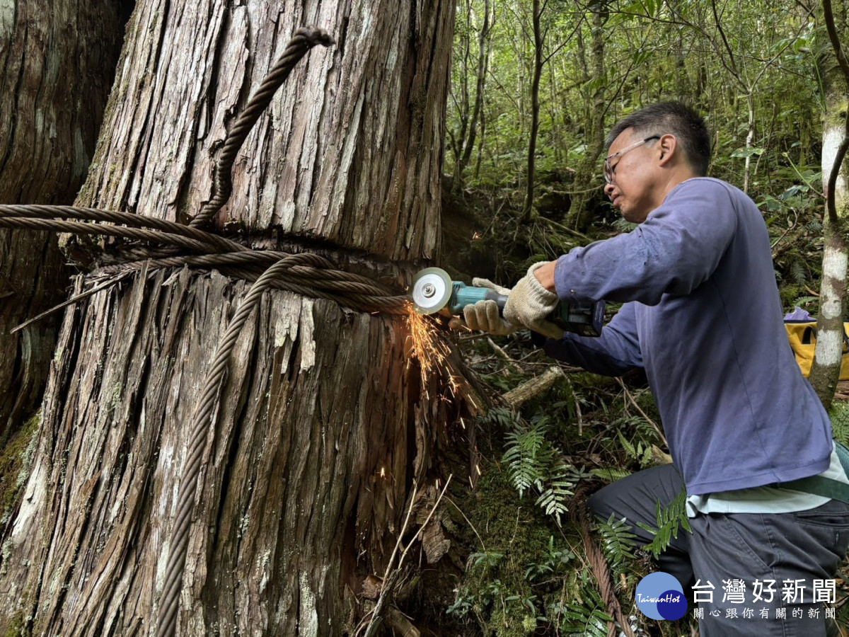 為170線林道巨木「老前輩」解索　解開歷史枷鎖