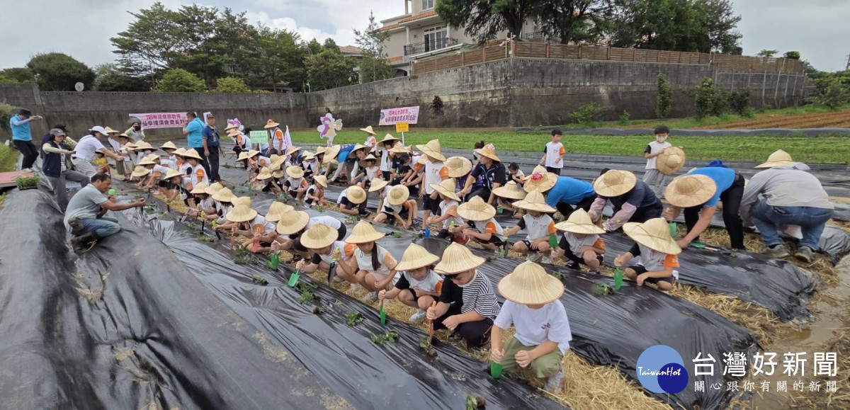 楊梅區農會邀集近120位幼兒園的孩童及民眾走入農田，親身參與仙草種植。