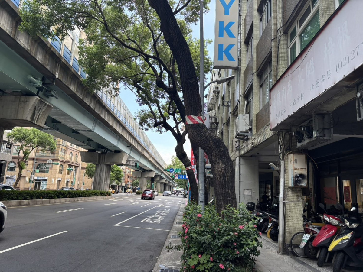 樹幹纏繞紅白警示帶絕非移除樹木記號　台北市公園處澄清是車行淨空安全警示