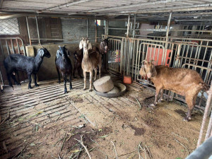 雲林縣首宗羊隻檢出戴奧辛超標，縣府定調為單一事件／翻攝照片