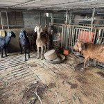 雲林縣首宗羊隻檢出戴奧辛超標，縣府定調為單一事件／翻攝照片