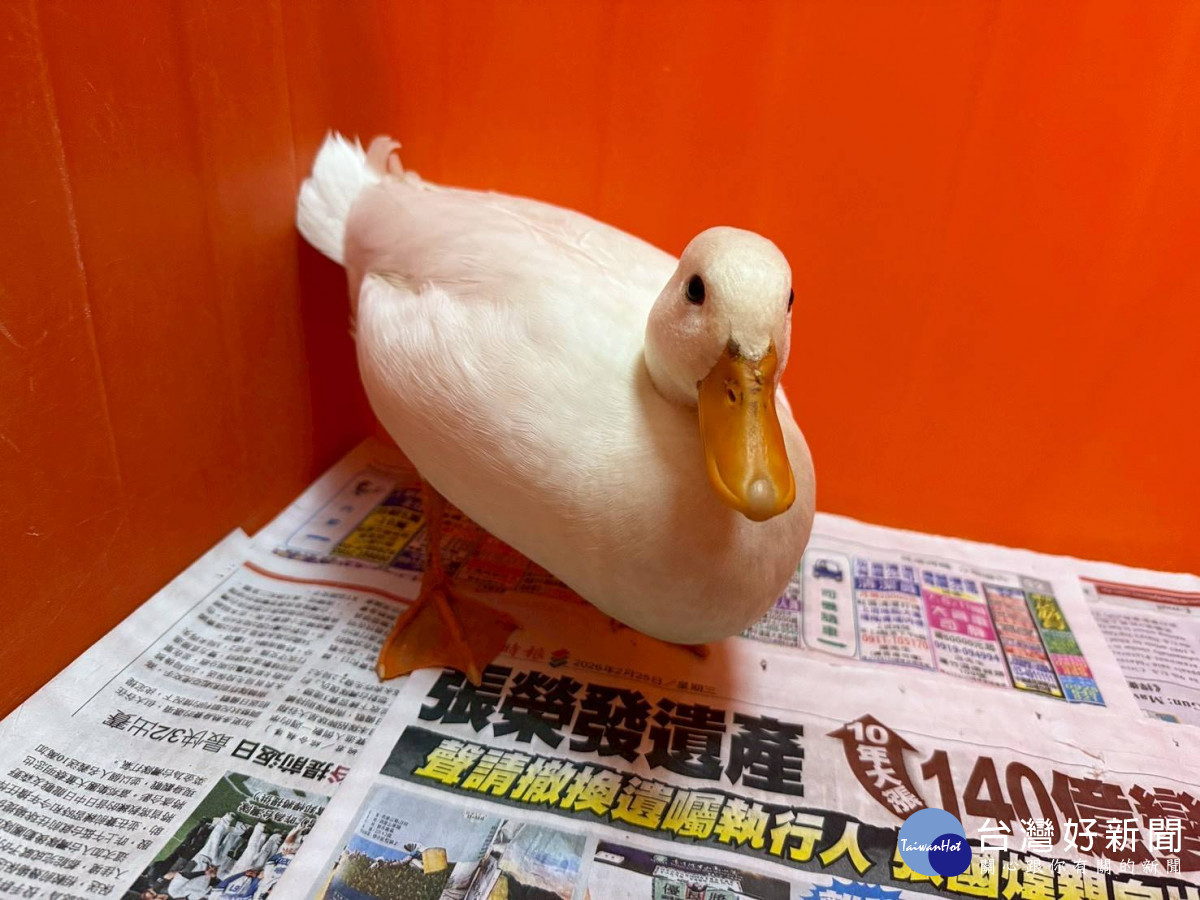 柯爾鴨。