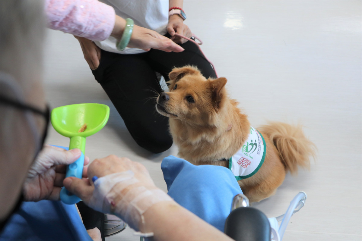 治療犬進安寧病房　部桃陪病友溫柔同行
