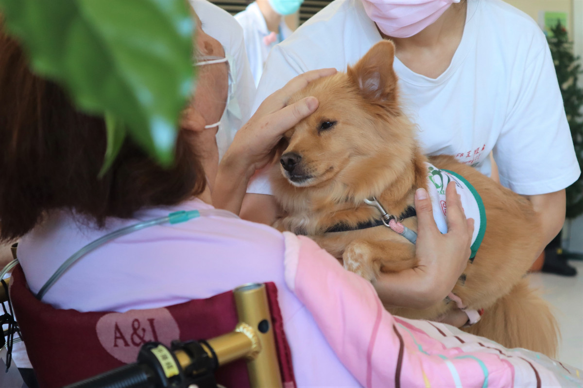 治療犬進安寧病房 部桃陪病友溫柔同行