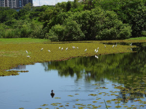 （圖／高雄市府工務局公園處）