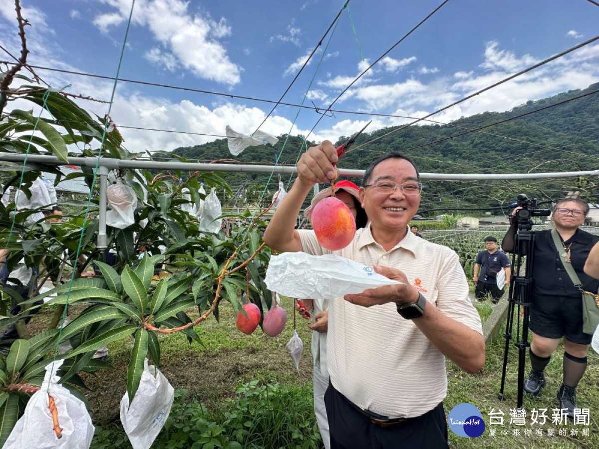 南投縣農會總幹事曾明瑞在信義鄉芒果園體驗採果。(圖/記者賴淑禎攝)
