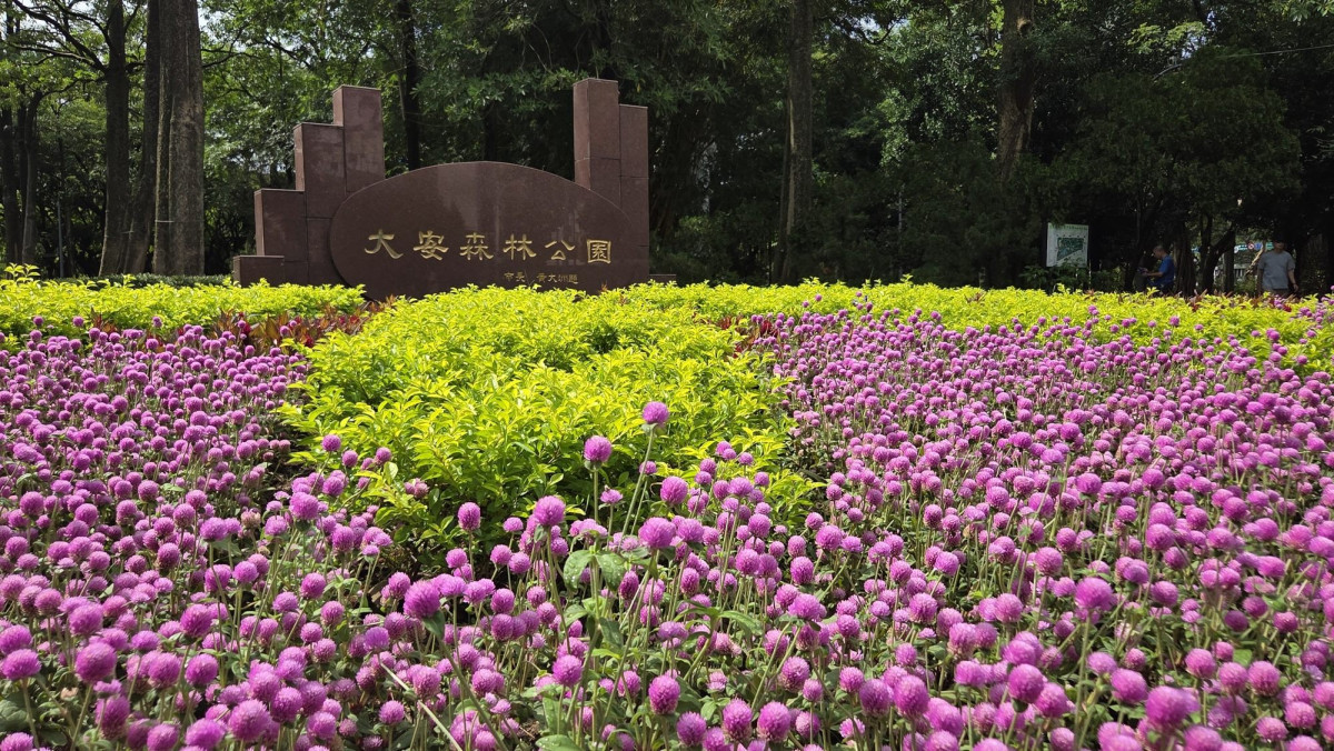 七夕浪漫花開！　圓仔花妝點臺北公園