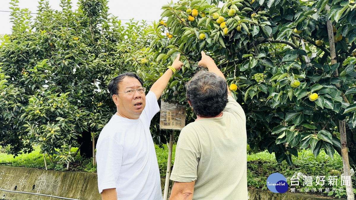 豐原紅柿翻漲3倍　公老坪公園慘被偷兩輪