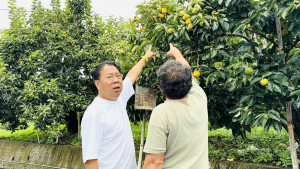 豐原公老坪紅柿正值採收期，今年價格較往年翻漲3倍。