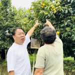 豐原公老坪紅柿正值採收期，今年價格較往年翻漲3倍。
