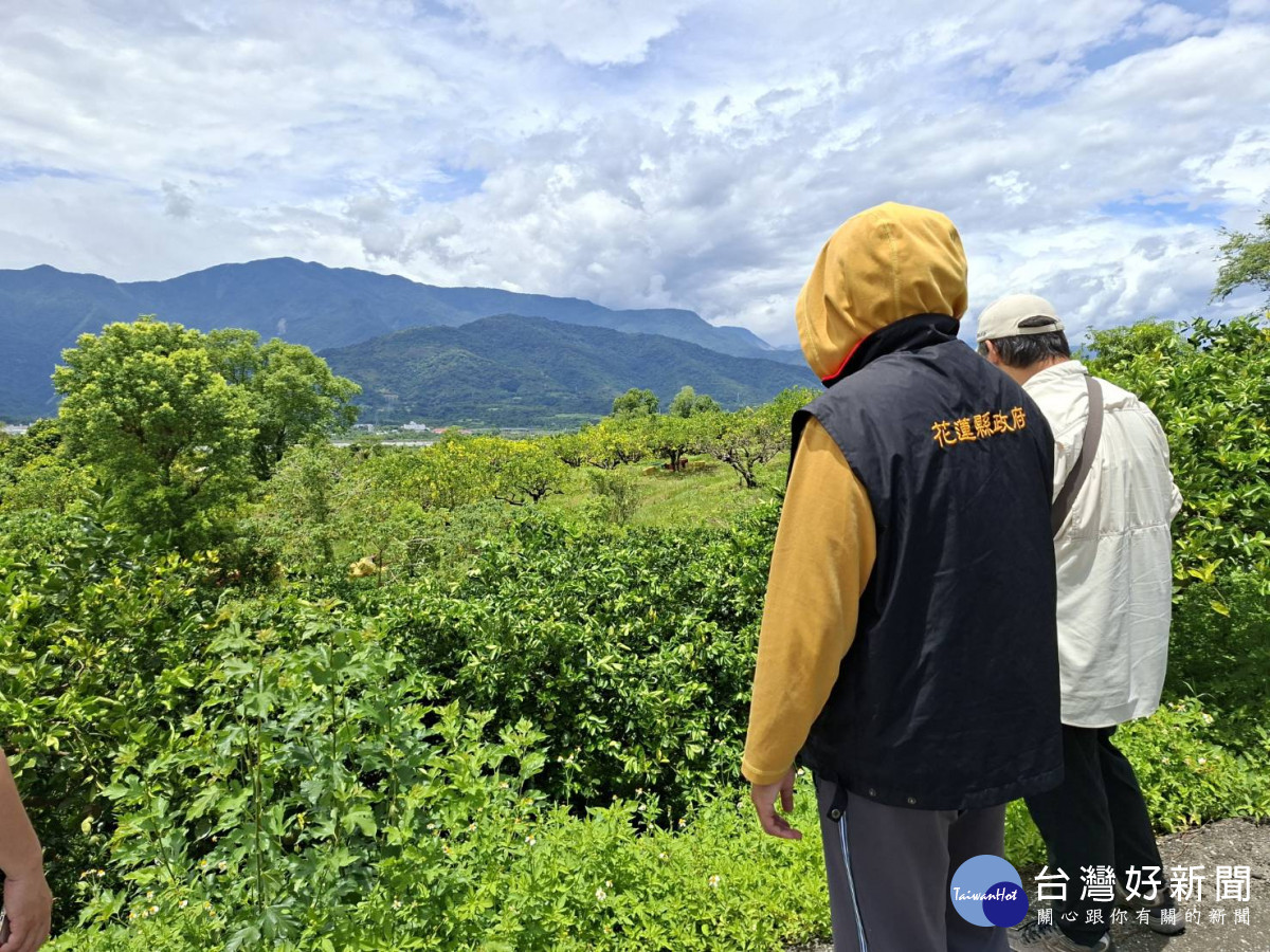三月降雨不足影響果樹著果　花蓮縣府積極爭取玉里砂糖橘、肚臍橙天然災害現金救助