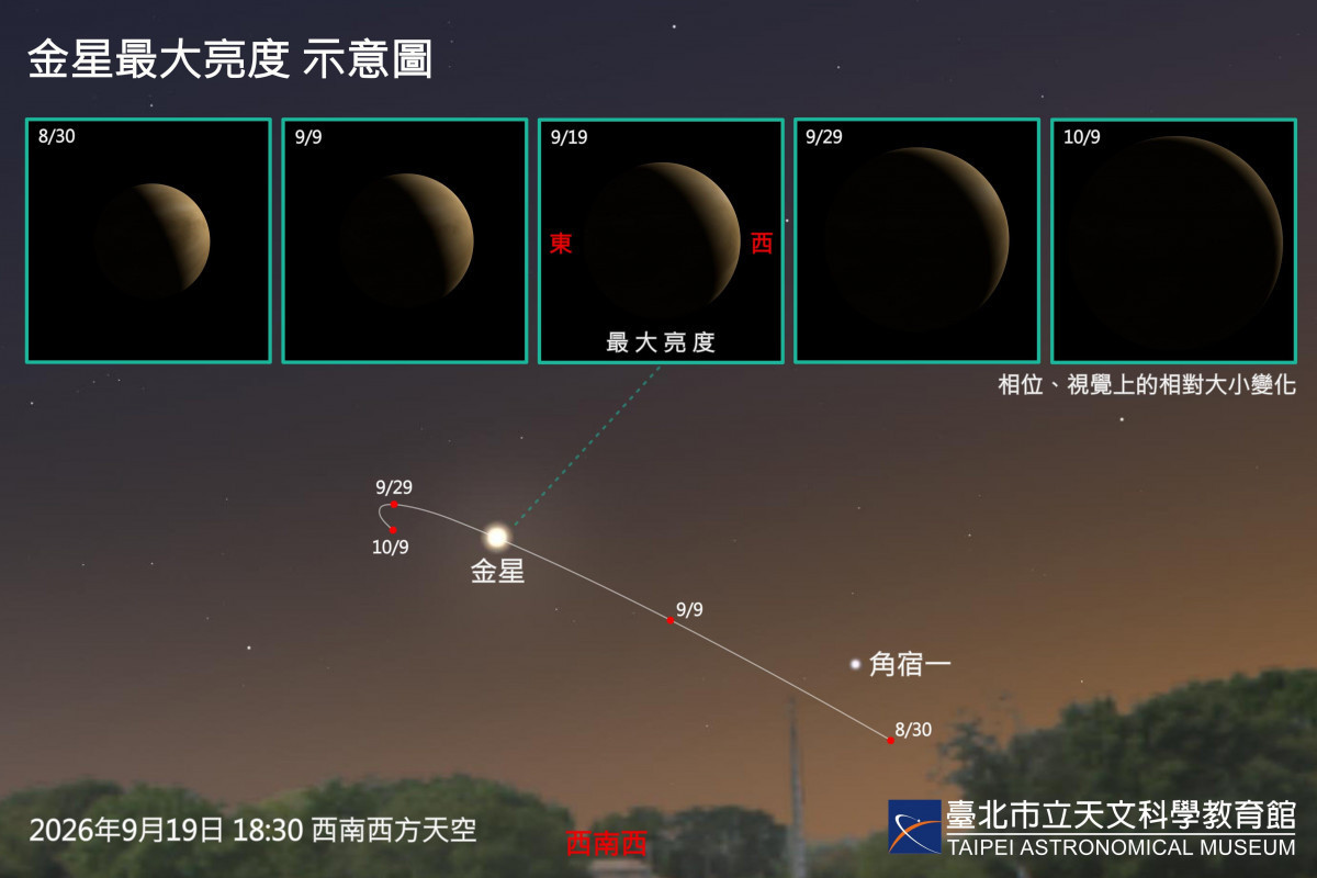 金星最大亮度示意圖(圖/臺北天文館提供)