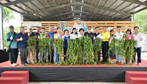 桃園提前啟動除蔓日，持續降低外來種對生態環境的威脅。