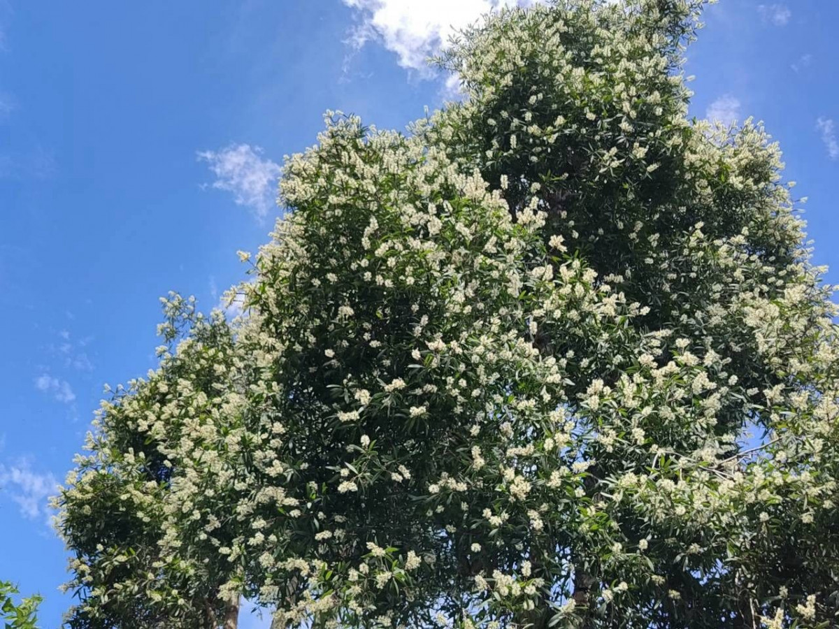 台北天堂路白千層迎秋盛開　細白花絲如糖霜妝點新生南路宗教綠廊