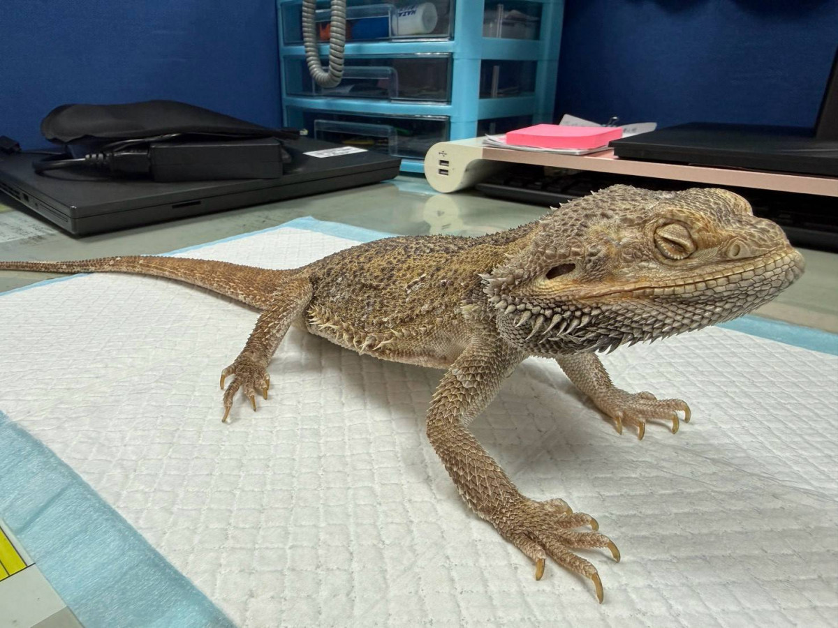 桃園市動物保護處舉辦第三季非犬貓特寵認養活動。