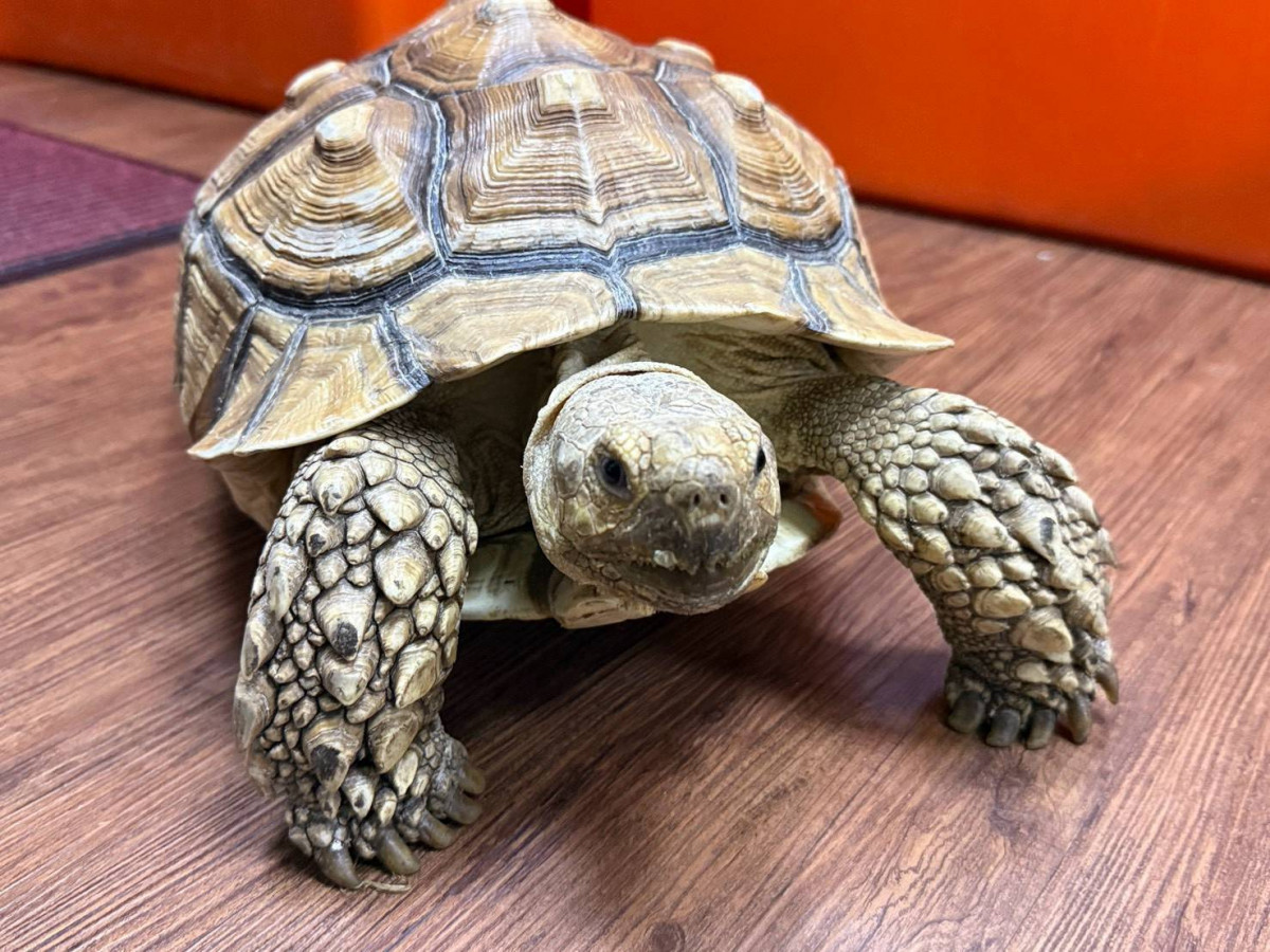 鸚鵡、鬃獅蜥、蜜袋鼯找新家　桃園特寵認養9/20登場
