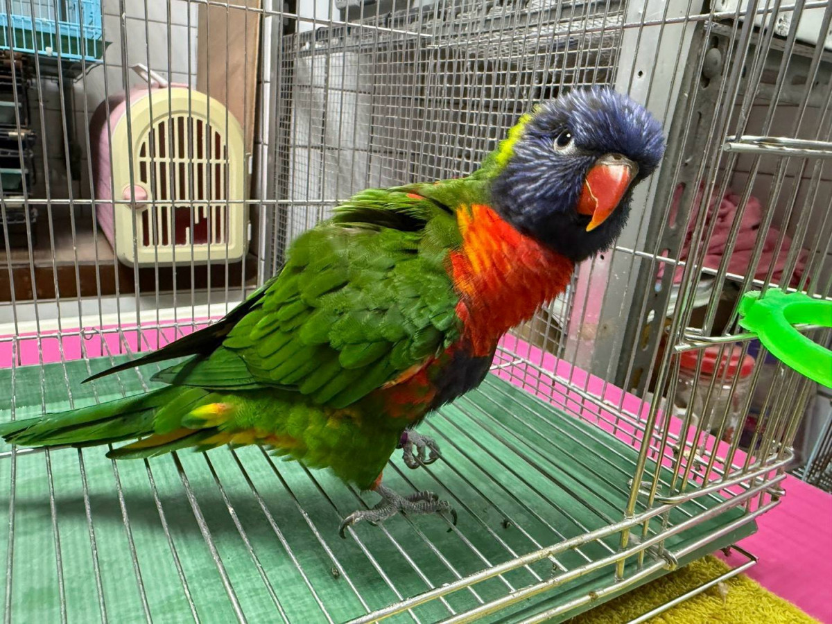 桃園市動物保護處舉辦第三季非犬貓特寵認養活動。