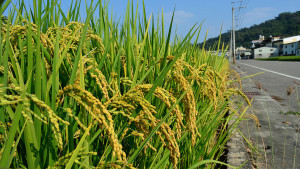 稻米投資年息18%　吸金16億。（圖/陳招宗 攝）