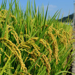 稻米投資年息18%　吸金16億。（圖/陳招宗 攝）