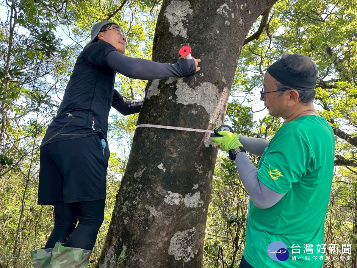 特遣隊員為新發現的臺灣水青岡族群量測胸徑，並記錄樹高、生長狀況及座標位置。(林業保育署新竹分署攝影)
