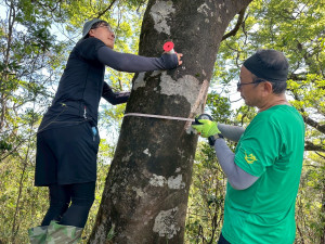 特遣隊員為新發現的臺灣水青岡族群量測胸徑，並記錄樹高、生長狀況及座標位置。(林業保育署新竹分署攝影)
