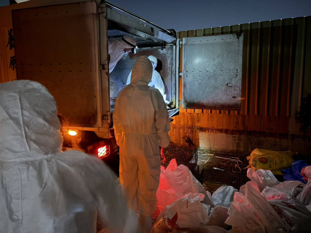 大園區一處畜牧場確診H5N1高病原性禽流感,動保處接獲通報後2小時內即派員到場採樣,並立即實施移動管制。