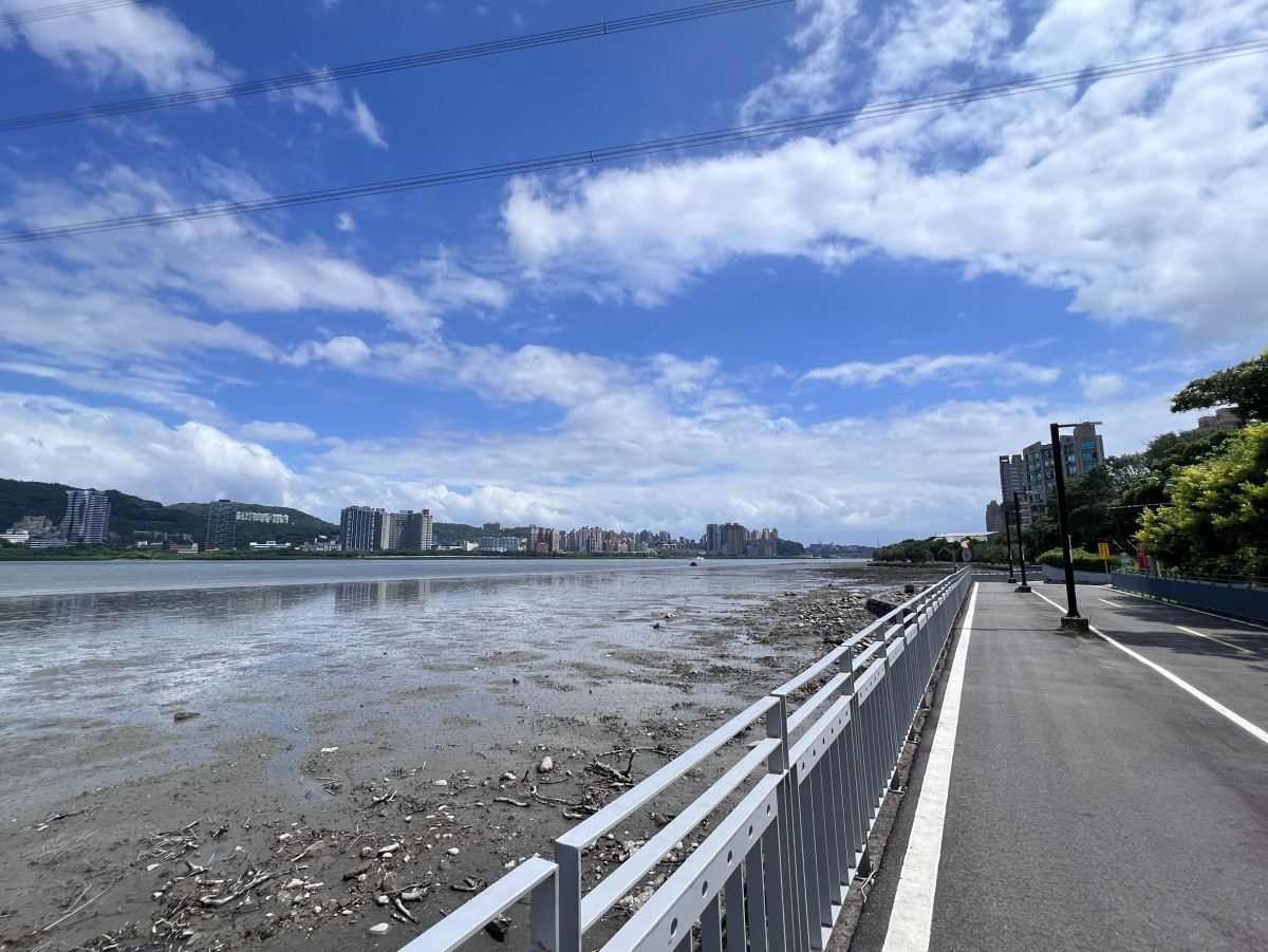 皆伐拓洪兼顧生態復育　淡水河口紅樹林新期維護計畫啟動