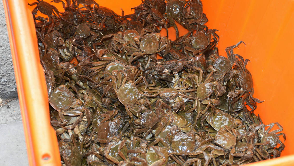 涼爽秋天已至　大甲溪螃蟹開始上市