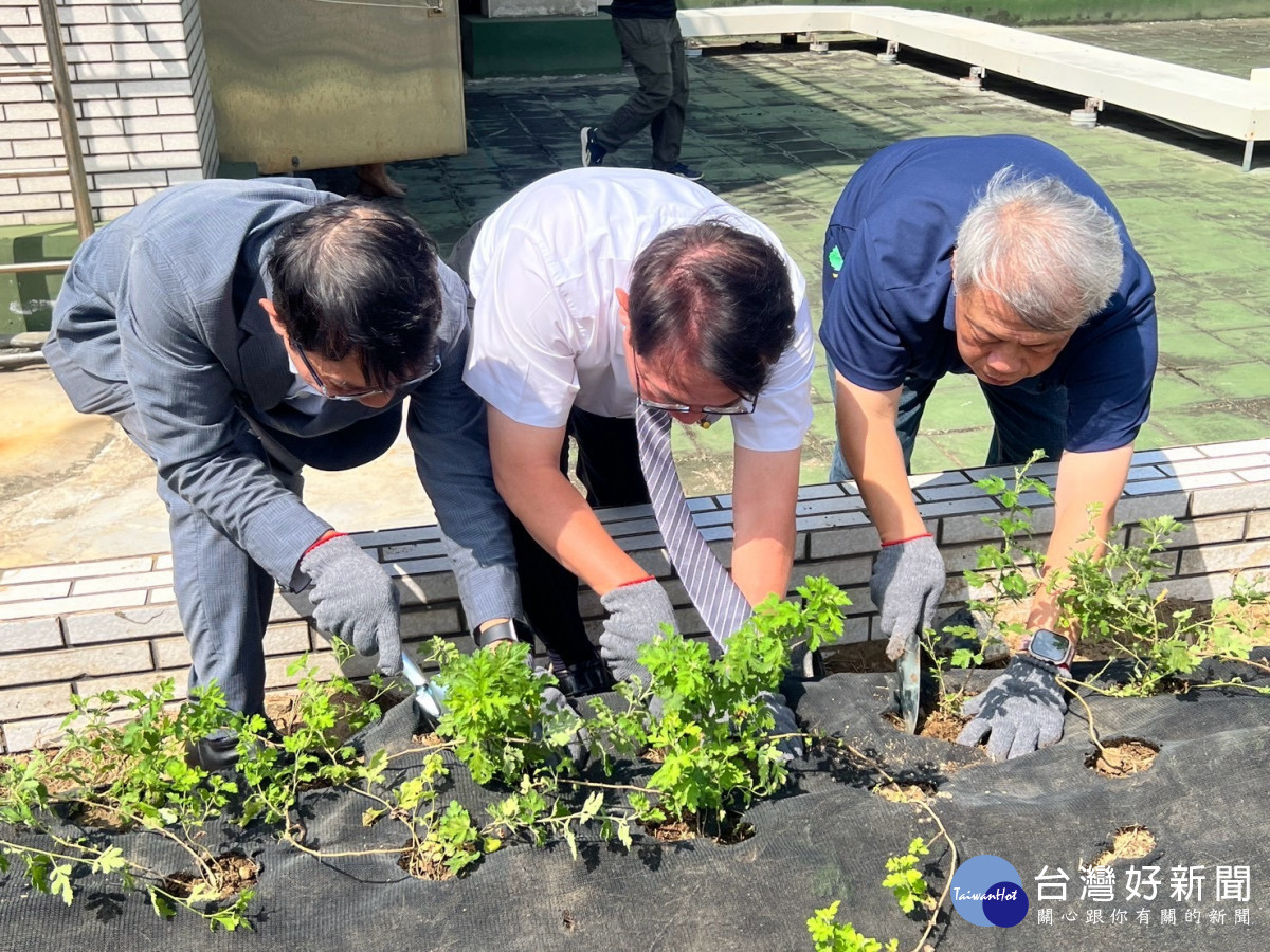 新竹郵局保存新竹油菊種源　建置「保種基地」融入社區