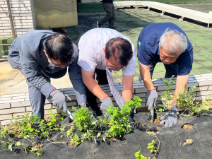 東門郵局行政大樓屋頂花圃場域，建置「新竹油菊保種基地」。