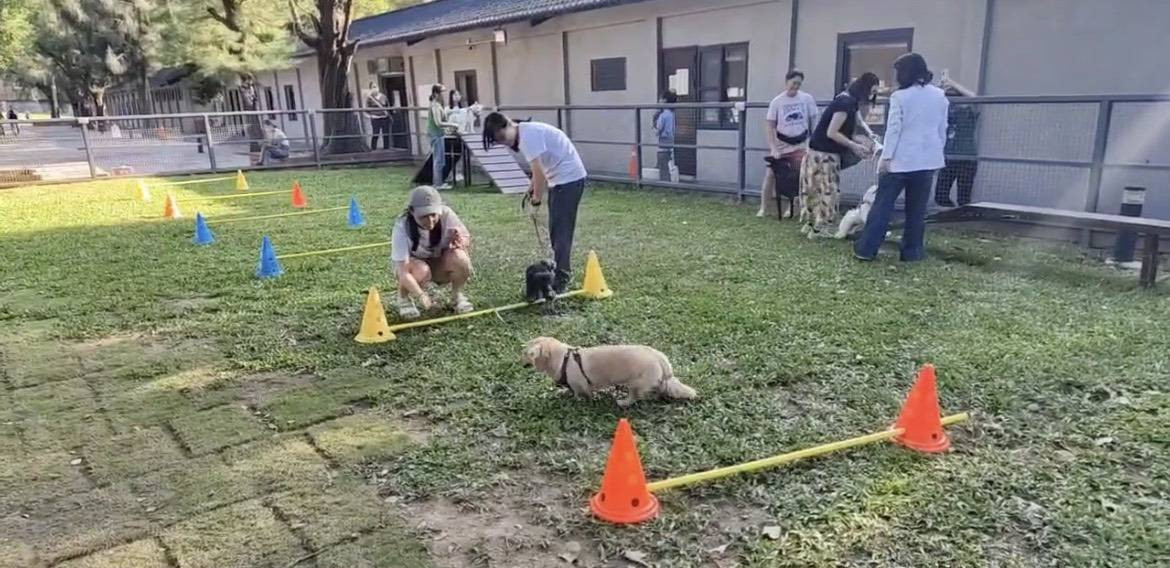 桃園首辦毛孩「雙鐵三項」慶雙十　挑戰障礙、路跑、游泳再走「雙10紅毯」