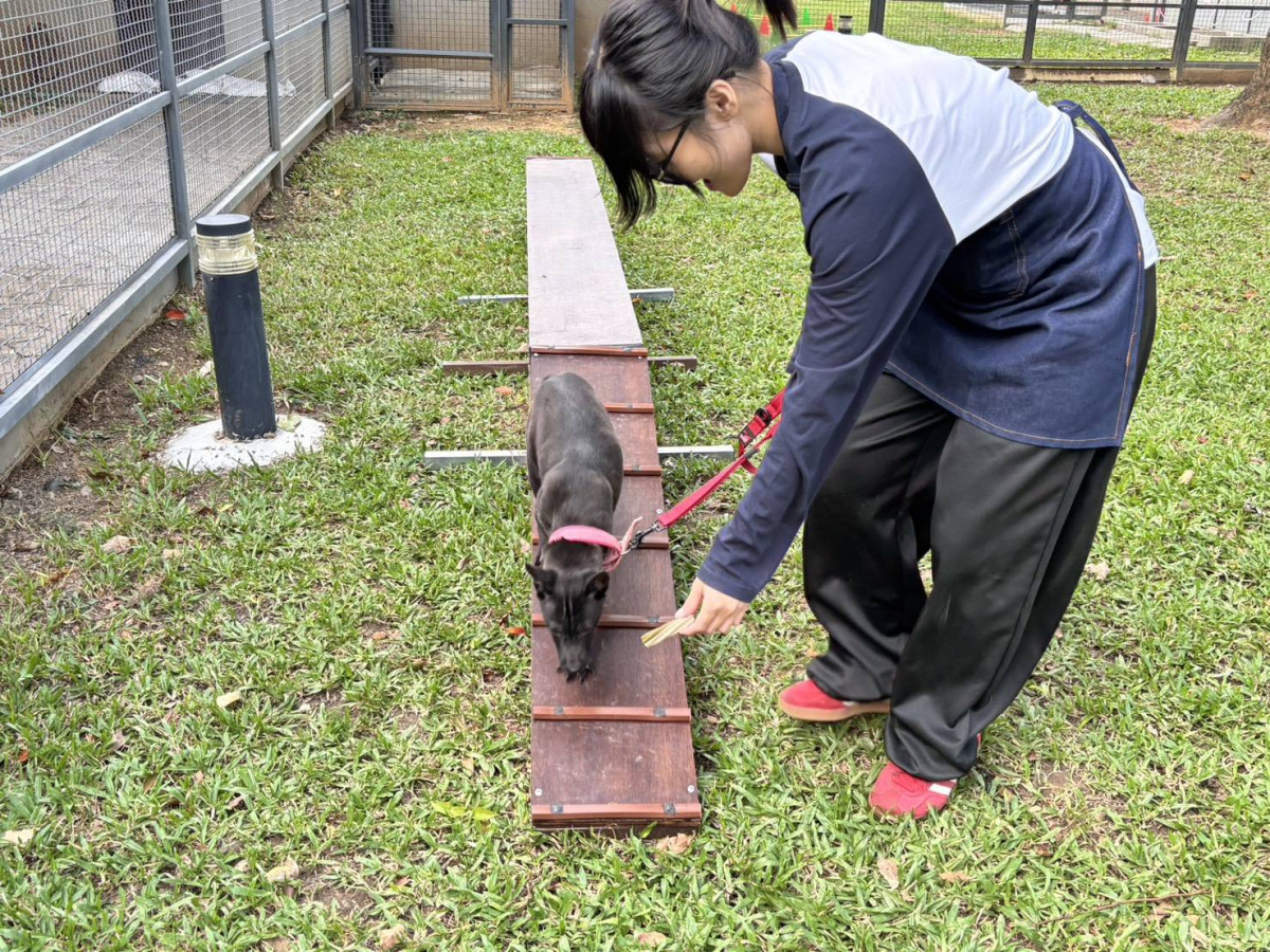 桃園毛孩「拚三鐵」迎雙十,桃園市政府首次舉辦「雙十毛孩雙鐵走秀爭霸賽」。