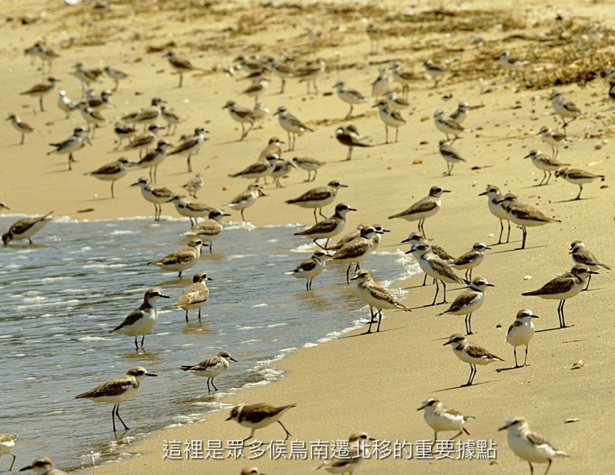 國家公園署《島嶼之心》最新影片　10/17起台江國家公園遊客中心免費上映