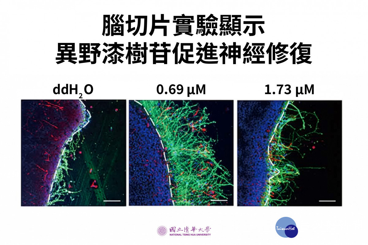 腦切片實驗顯示,未加入異野漆樹苷時(左),受損邊界僅見少量神經突;加入後(中、右),可見較多綠色神經突從白色虛線標示的受損邊界向外延伸。