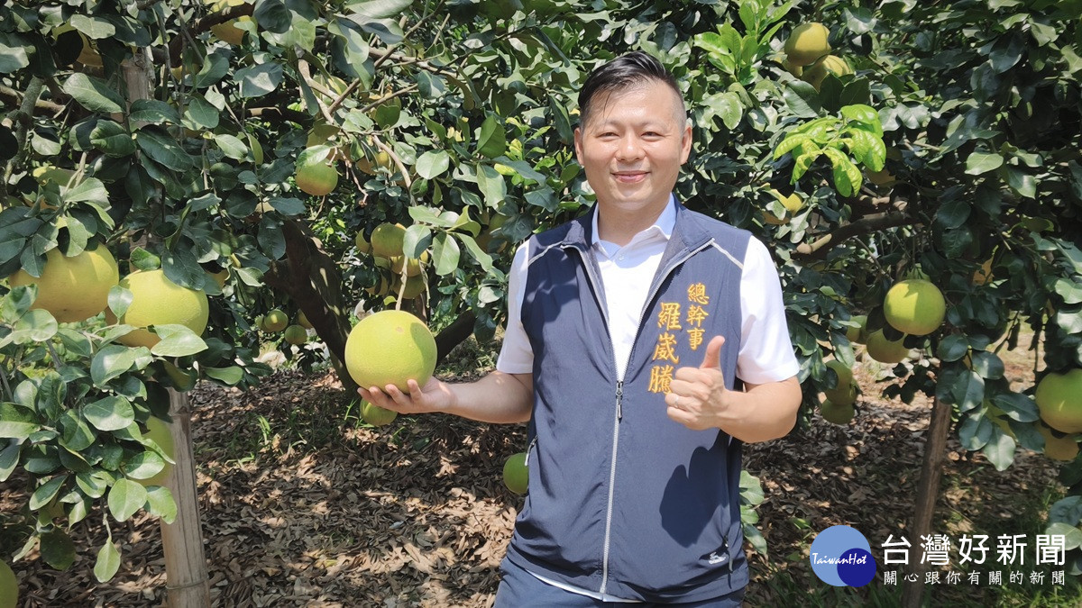 白柚穿衣套袋防蟲害 二水白柚大大提升農民管理效率