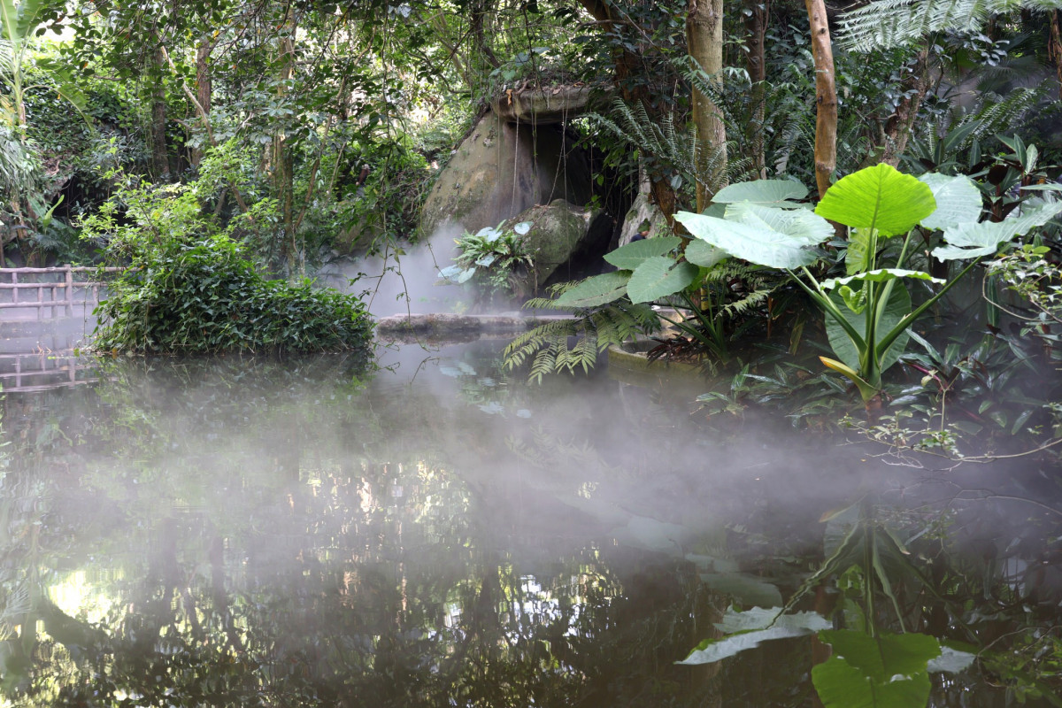 廈門圖輯》植物園雨林噴霧宛如仙境　走進巨型仙人掌沙漠秘境、一次拍遍兩種異國風景