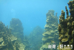 珊瑚示意圖／翻攝自海洋國家公園管理處