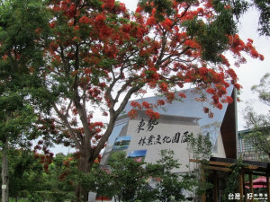東勢林業文化園區內的鳳凰花盛開，引來賞花客如織。（記者黃玉鼎攝）